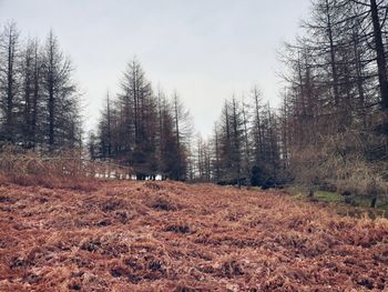 Bare trees on field against sky during autumn