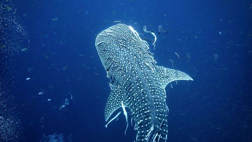 Close-up of fish swimming in sea