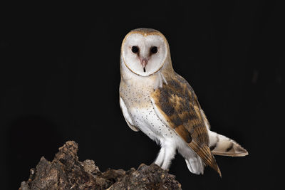 Close-up of owl perching on black background