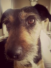 Close-up portrait of dog