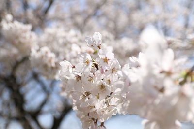 Close-up of cherry blossoms