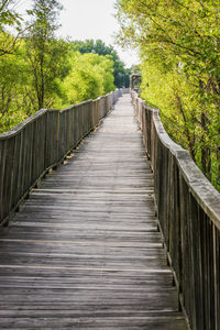 Footbridge in forest