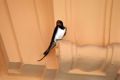Close-up of bird perching on wall
