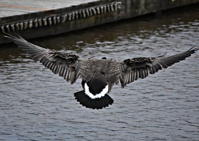 Bird in water