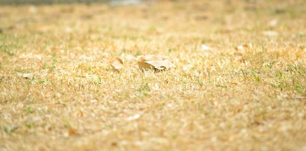 View of duck on field