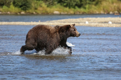 Alaskan brown bear running through the river bed, katmai national park