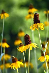 Close-up of yellow flowering plant