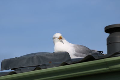 Low angle view of bird perching against clear sky