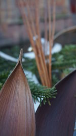 Close-up of leaf