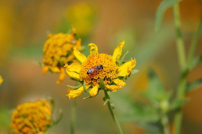 Close-up of insect on yellow flower