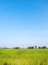 Scenic view of field against clear blue sky