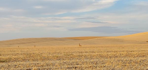 Scenic view of desert against sky