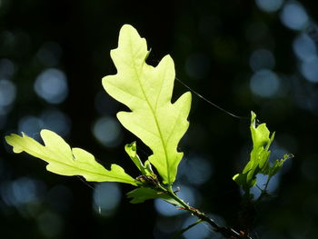 Close-up of plant leaves