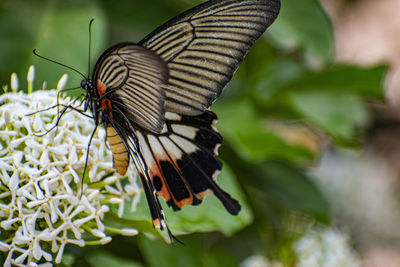 Close-up of butterfly pollinating flower