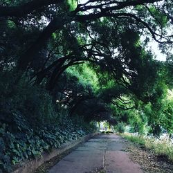 Road amidst trees in forest