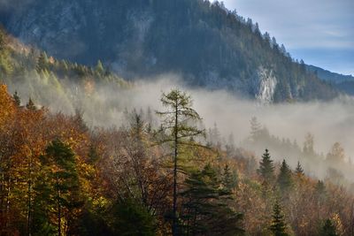 Pine trees in forest with fog against mountain rocks