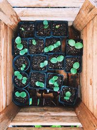 High angle view of potted plant on table