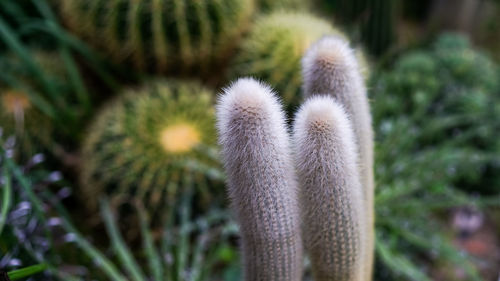 Close-up of succulent plant on field