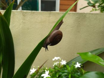 Close-up of snail on plant