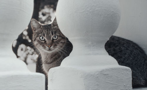 Close-up portrait of cat looking at camera