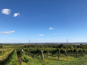 Scenic view of agricultural field against blue sky