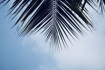 Low angle view of palm tree against sky