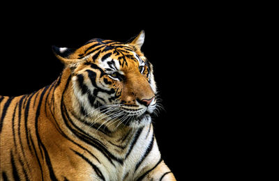 Portrait of tiger against black background