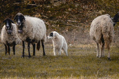 A flock of sheep and their guard dog near the small village of varshilo in the strandzha mountains.