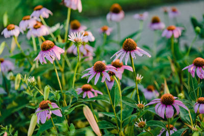 Sea of coneflowers in the garden at dawn