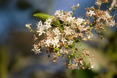 Close-up of fresh flowers on tree