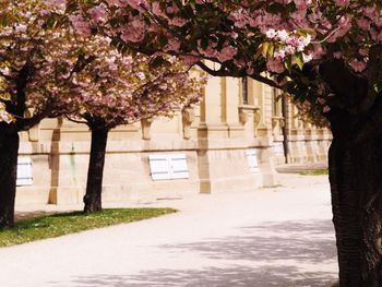 Flowers growing on tree trunk