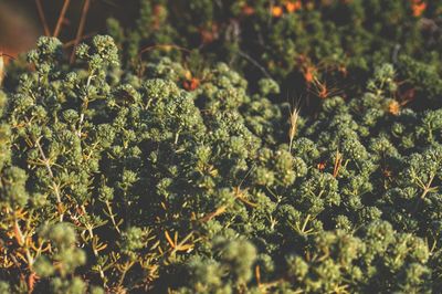 Close-up of plants