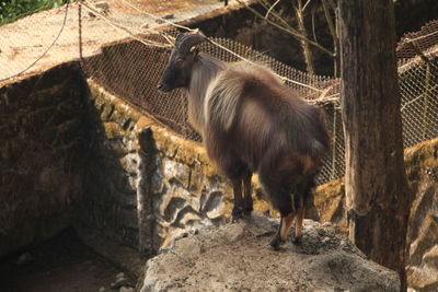 High angle view of bighorn sheep on cliff at zoo