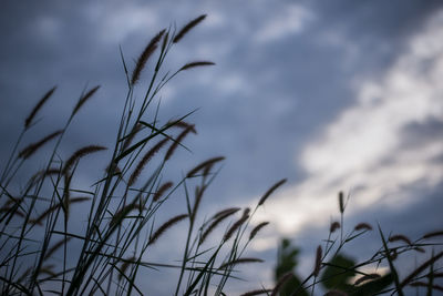 Low angle view of grass against sky