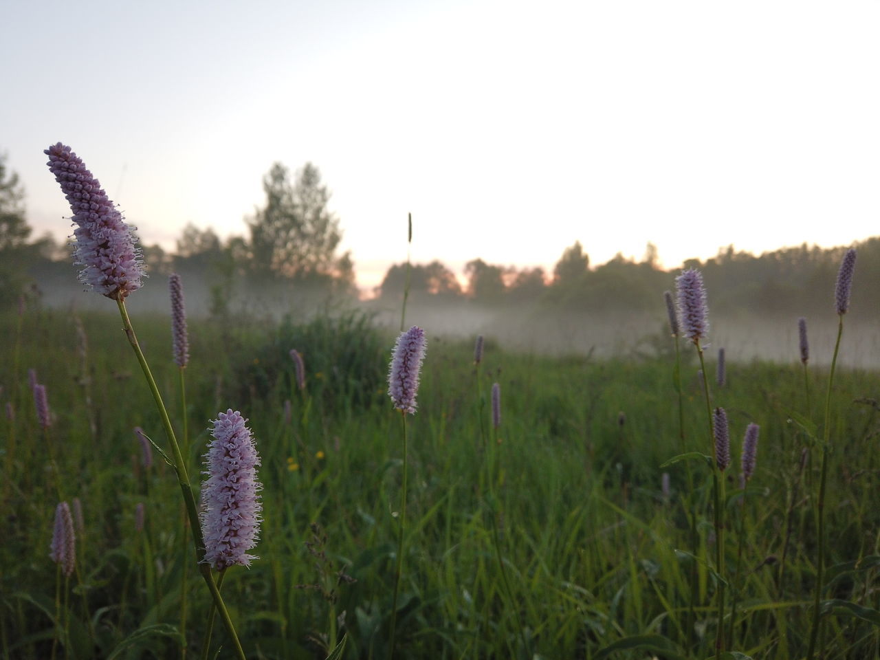 CLOSE-UP OF PURPLE FLOWERING PLANTS ON LAND AGAINST SKY