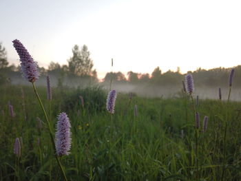 Close-up of purple flowering plants on field against clear sky