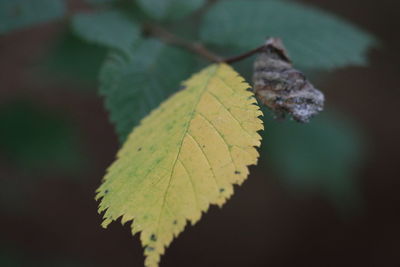 Close-up of maple leaf against blurred background