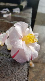 Close-up of white flowers