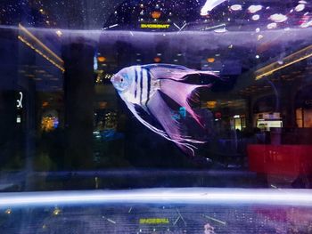View of fish swimming in aquarium