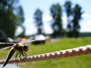 Close-up of insect