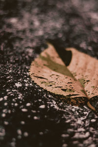 High angle view of leaves on table