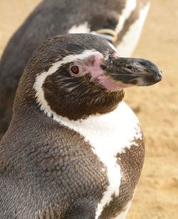 Close-up portrait of a penguin