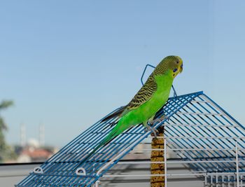 Bird perching on a wire against blue sky