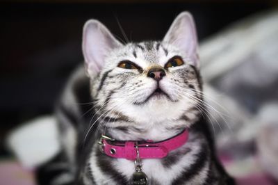 Close-up portrait of a cat