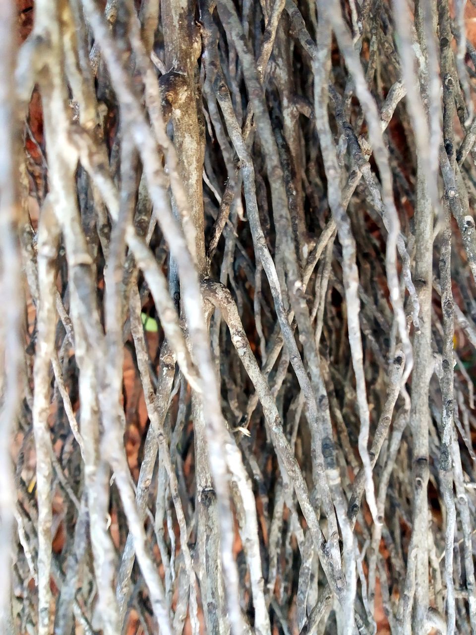 close-up, full frame, backgrounds, no people, pattern, day, textured, plant, nature, selective focus, abundance, outdoors, tree trunk, extreme close-up, dry, winter, trunk, tree, rusty, growth