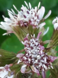 Close-up of pink flowering plant