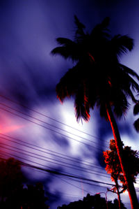 Low angle view of palm trees against sky