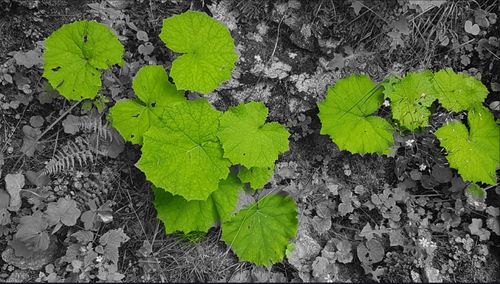 Full frame shot of leaves