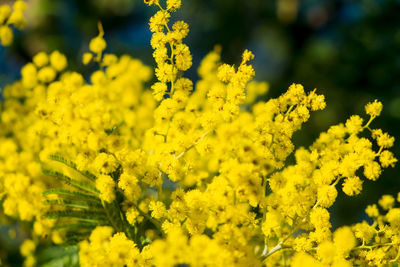 Close-up of yellow flowering plant