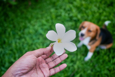 Close-up of hand holding white flower